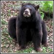 black bear in florida