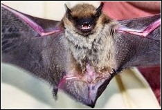 a big brown bat discovered by the wildlife whisperer in a client's home