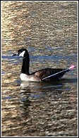canada goose swimming with arrow in its chest
