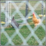 chickens enjoying the yard