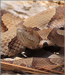 closeup of a copperhead snake