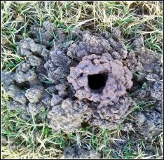 dirt pile around crawdad hole