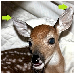fawn with curled ears, indicating malnutrition