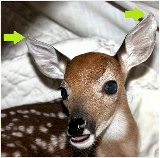 fawn with curled ears, indicating malnutrition