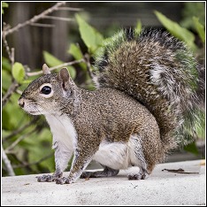 the southern gray squirrel commonly found in the boca grande area