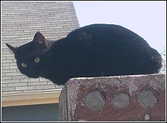 feral cat perched on brick gate post