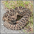 an eastern diamondback snake resting on the side of the road in florida