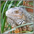 an example of an iguana found in florida