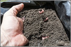 grub friendly black mulch can be an attractant to armadillos and skunks