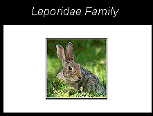 a rabbit, a member of the leporidae family from the order lagomorpha