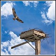 osprey landing on man made nest