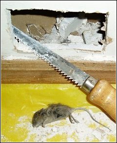 mouse that had died in wall and created a bad odor