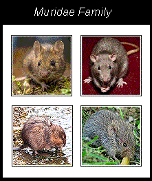 a few of the muridae family from the order rodentia