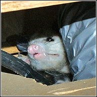 close up of an opossum setting up home under a stove