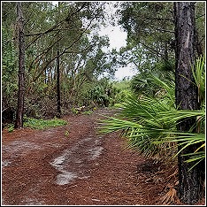 pine island dirt road