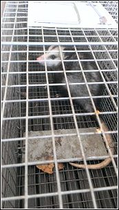 oppossum in trap