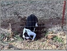 dog digging under fence without any protection