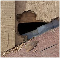 damage to siding of a home caused by a raccoon