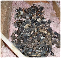raccoon toilet in attic piling up on the insulation