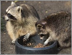 raccoons eating dog food