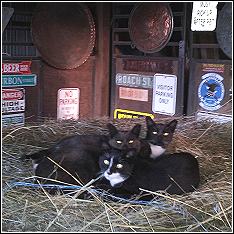 working barn cats