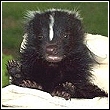 removing a baby skunk