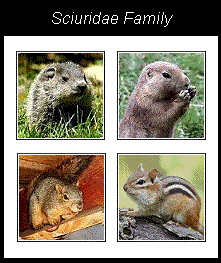 a few of the sciuridae family from the order rodentia