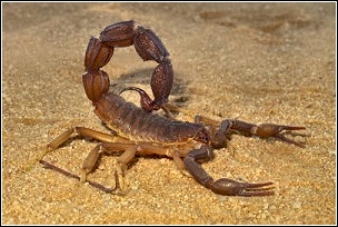 a scorpion presenting a problem for a homeowner