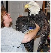 wildlife rehabilitator annette king working with eagle that was a victim of secondary poisoning