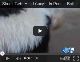 the original news story video about the skunk with the peanut butter jar stuck on his head