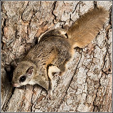a nocturnal southern flying squirrel on tree