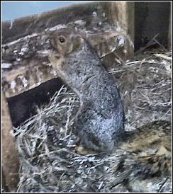 squirrel in attic sitting on top of a 6 foot high birds nest