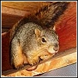 squirrel found in attic