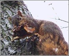 squirrel climbing tree with nesting material
