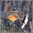 squirrel with nesting material headed for an attic