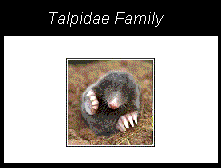 a mole, a member of the talpidae family from the order Eulipotyphla