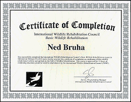 certification document for wildlife rehabiliation