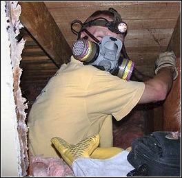 bruha removing dead animal smell from a wall inside a home