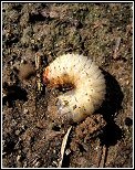 a grub in the soil - food for armadillos