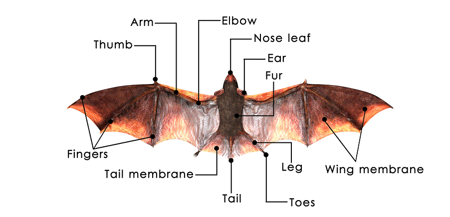 Diagram Of Bat Anatomy With Labeled Parts