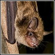 a big brown bat, and a type of bat found in Florida