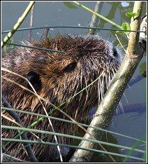 beaver creating a problem for homeowners in the area