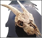 skull of goat attacked by a cougar