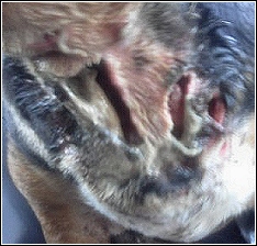 claw marks in dog attacked by black panther in Oklahoma