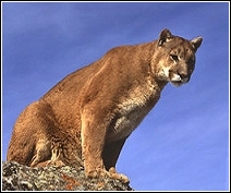 a panther, also known as a puma, surveying his territory