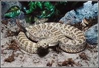 snakes such as this one, the prairie rattlesnacke can be found in various areas around the state