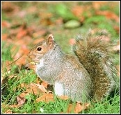 a gray squirrel like those found in the catoosa area
