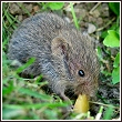 a field mouse, also known as a vole