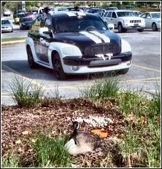 goose resting in middle of parking lot landscaping