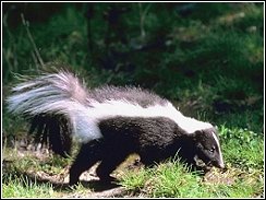 skunk walking around that homeowner's would like to get rid of